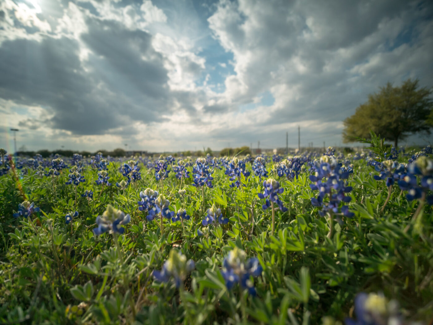 Low angle View at Texas Blue bonnet flowers with Utility Post in the background