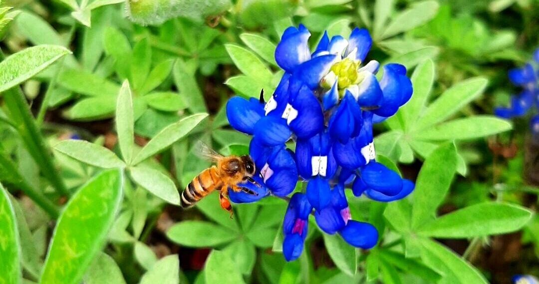 A HARC European honeybee visits Texas’ state flower.
